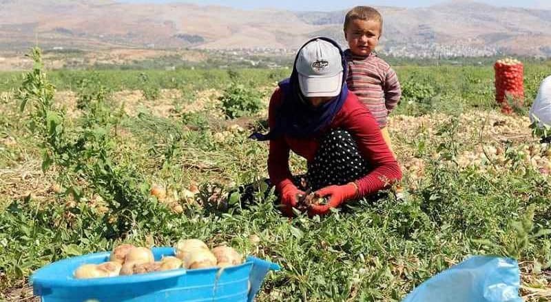 Mevsimlik Tarım İşçilerine Yeni Olanaklar Sağlanıyor